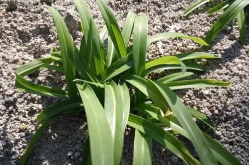 菜心病虫害， 防治要合理