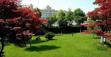 校园绿化那些事儿