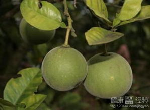 化橘红，中药名