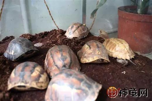 仙洞龟背冬天如何养护才能保持光泽