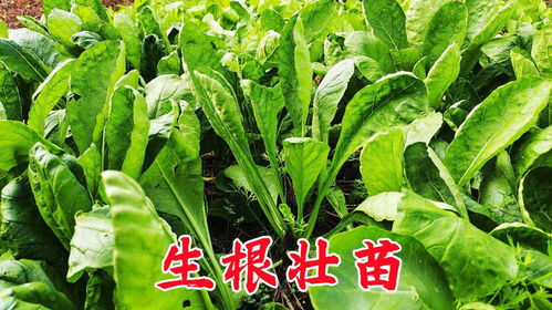 萝卜种植那些事儿：是先打农药再播种，还是播种后再打农药呢呃？