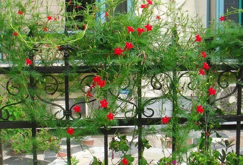 茑萝：喜光， 喜温暖湿润环境