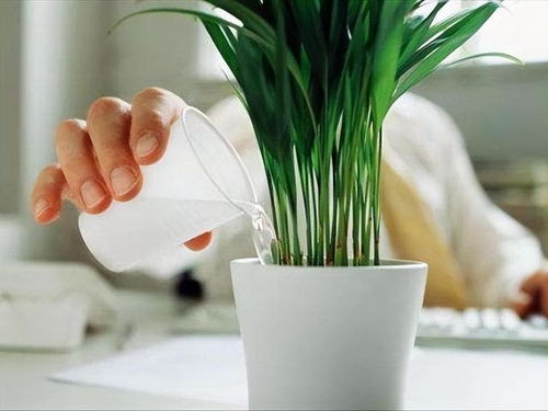 浇水也要讲究方法