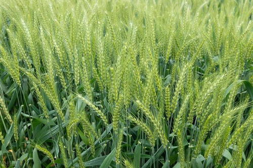 小麦花期使用三唑类农药的疑惑