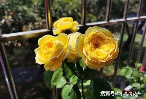 1. 果汁阳台月季