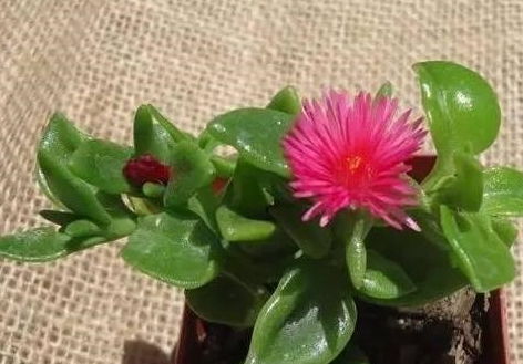 选择合适的秋季花卉种植