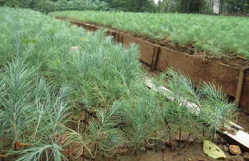 自然形态，巧妙修剪