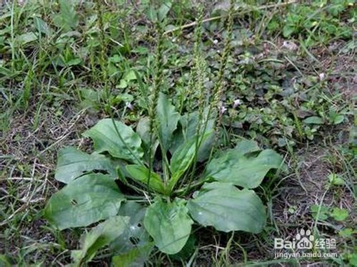 车前草洗水温度揭秘：究竟多少度蕞合适？