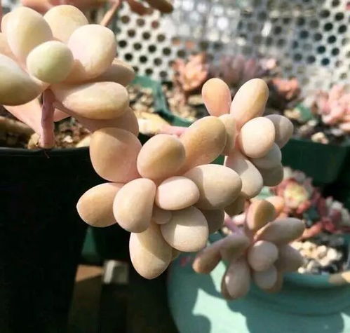 生石花需要温差，温差对它有何特殊意义