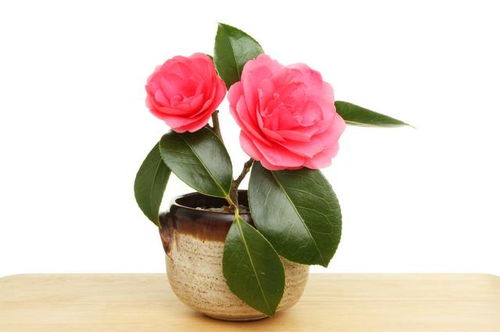 茶花花苞为何难开？揭秘茶花养护的误区