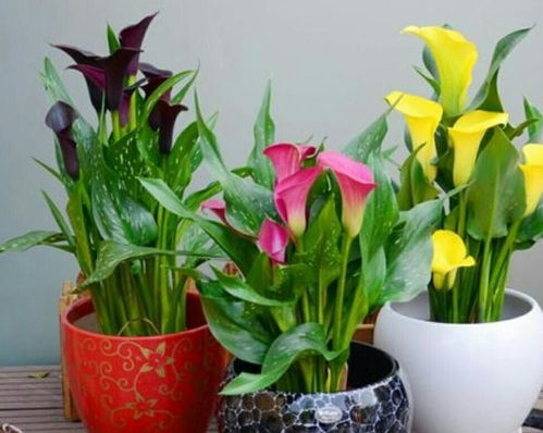 适合家庭养的花卉：懒人也Neng轻松养