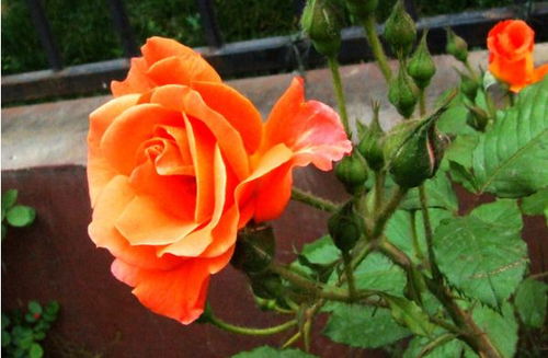 月季花的国际地位