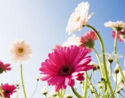 简与美的交融，花卉图中的诗意凝练