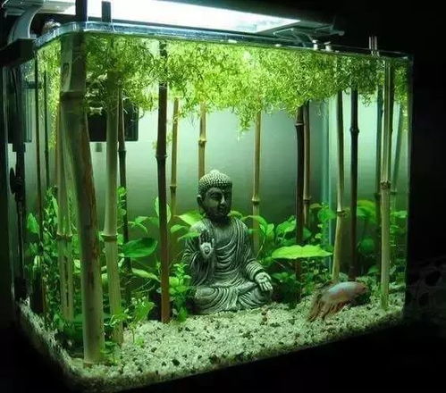 海缸不养珊瑚如何正确开缸？鱼缸养水步骤详解？