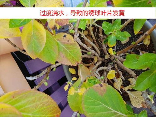 绣球叶子发黄，是浇水过多还是施肥不当