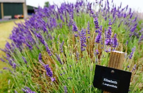 经济效益大揭秘：哪个梗划算？