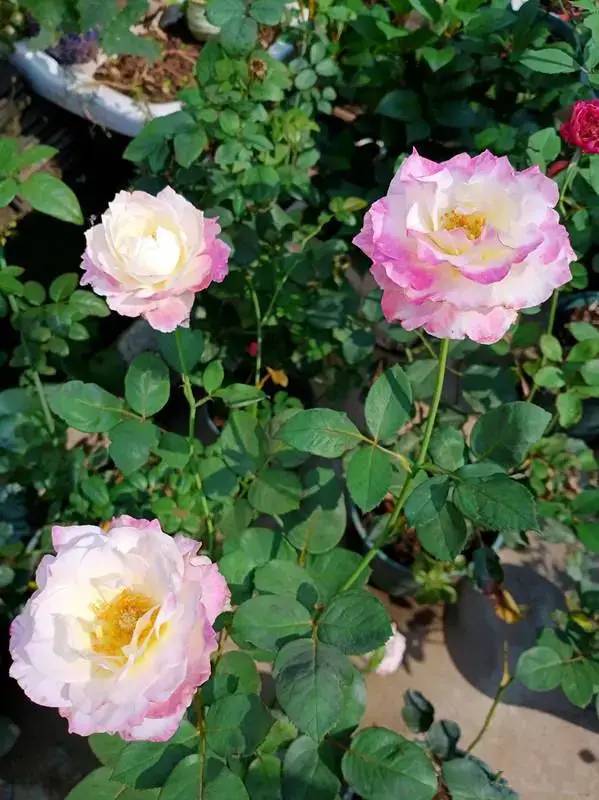 香味：中淡香， 果香，非常好闻