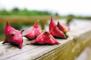 苏州老匠人传授的古法：