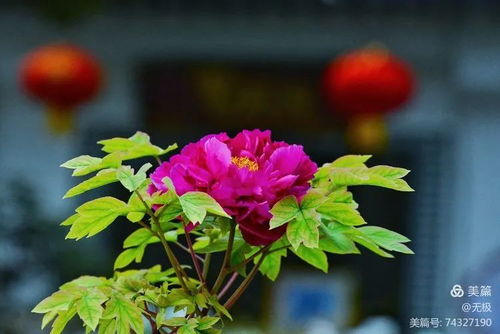 牡丹花香是什么？原来这才是正宗牡丹香