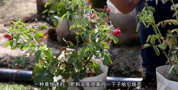 夏天来了月季黄叶怎么办？