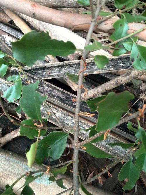 河南桧柏是什么树？