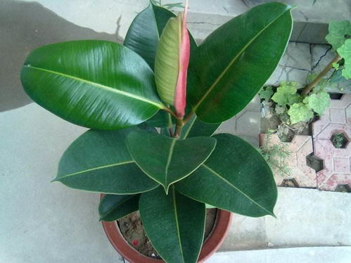 “橡皮树生长速度揭秘：一年长多高多粗？”