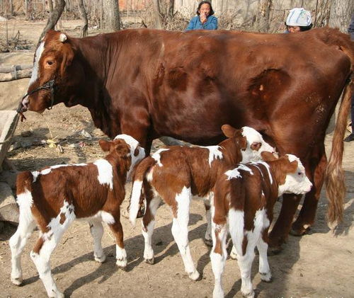 牛应激反应如何处理？牛犊应激反应用什么药物进行治疗？