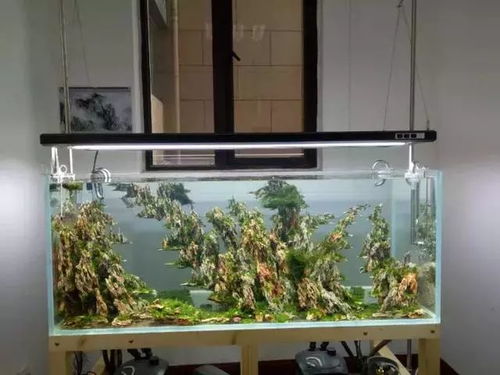 鱼缸水草疯狂生长，怎么办？揭秘控制水草生长的秘籍！