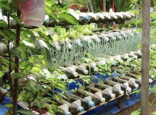 大蒜如何在家种？花盆里能种出美味吗