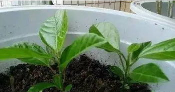 “百香果速开秘籍，种植速成，惊艳结果！”
