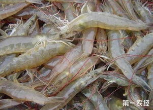 对虾养殖水质问题：如何维持适宜的水质环境