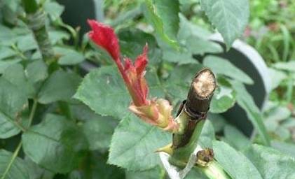 月季花嫁接需选择生长旺盛、木质部发达的蔷薇科植物作为砧木