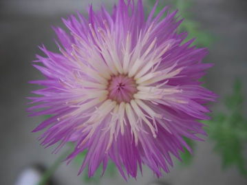 矢车菊的生长历程：从播种到等待