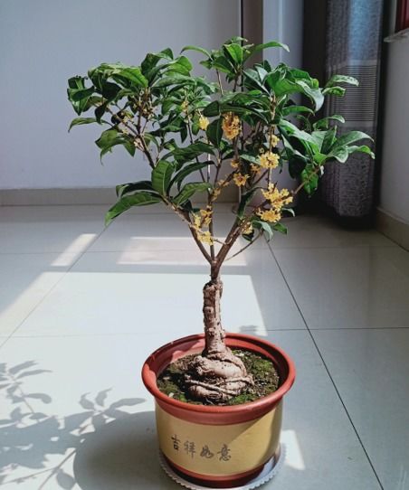 红果金栗兰寿命约5年，室内种植适宜