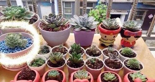 小树苗的成长故事