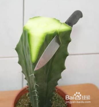 仙人掌嫁接仙人球，如何让两球共生