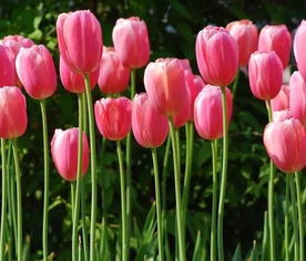 独家数据：2025年花卉市场调研显示