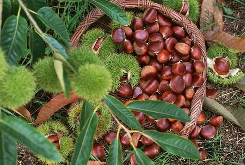 板栗树花：生长与开花的土壤秘密