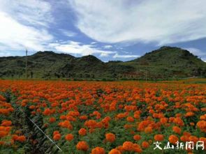 种植前景与政策支持