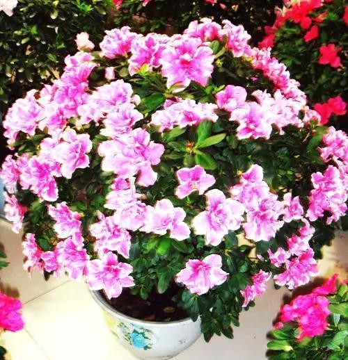 杜鹃花苞干尖怎么办？避免花朵枯萎的秘诀分享！