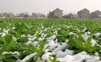 多样化种植，收益geng丰富