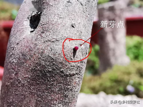 映山红树干出现黑斑，是映山红杀虫剂使用不当还是病虫害引起的？