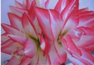 夏天花卉“死翘翘”的原因