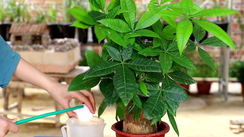 发财树种子种植小指南