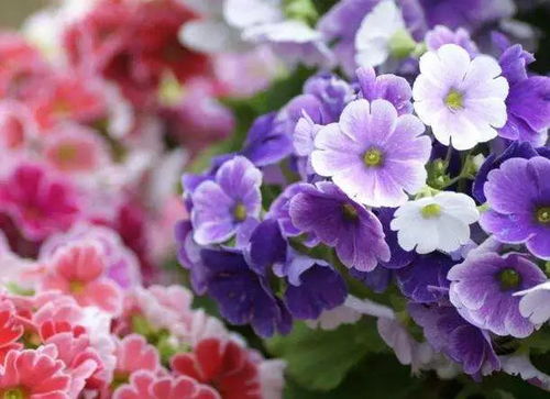 迎春花是一二年生花卉还是宿根花卉？揭秘啦！