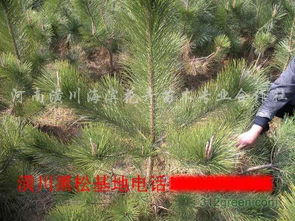 黑松的坚韧不拔：寓意与象征