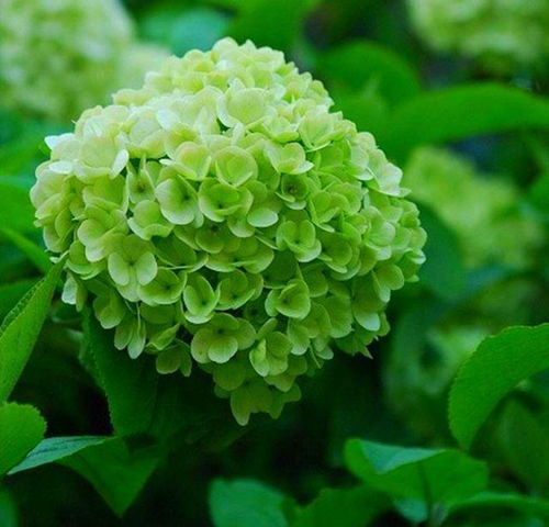 连翘养护视频分享