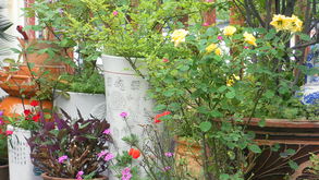 阳台花卉摄影， 拍出清新自然之美