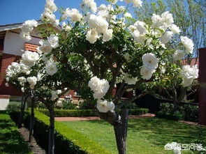 月季树病虫害防治， 保卫城市绿化新宠