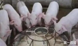 哺乳仔猪科学补料，助力健康成长